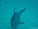030509_Gamoul Soraya - Dauphins - Dsc02344~